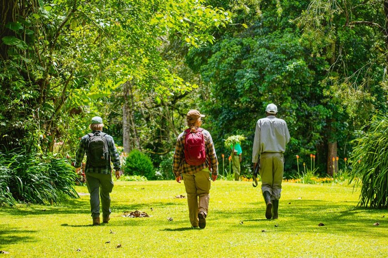 A group of people walking together through a lush green forest