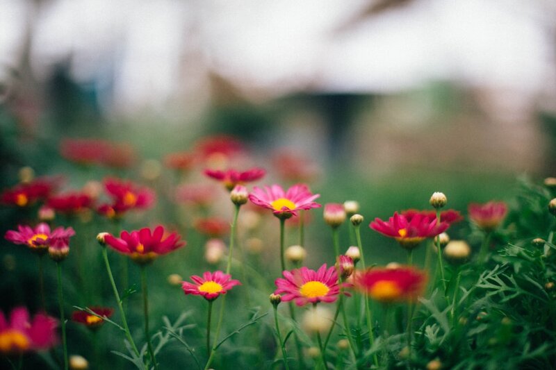 Peaceful garden with flowers — representing remembrance and the practical steps after bereavement in Ireland