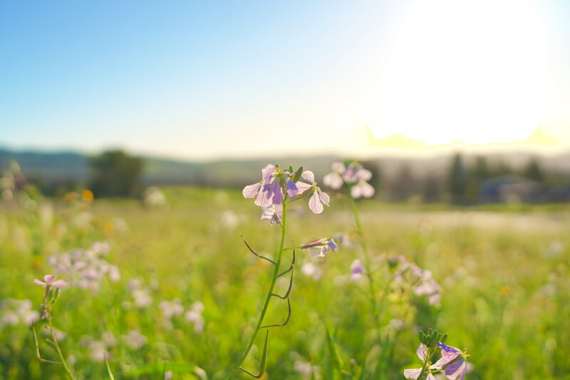 Wildflowers blooming in a sunlit spring meadow — seasonal allergies can change after 50