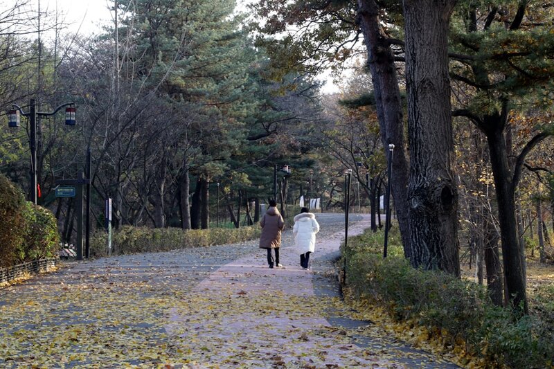 Two people in winter coats walking along a tree-lined autumn path