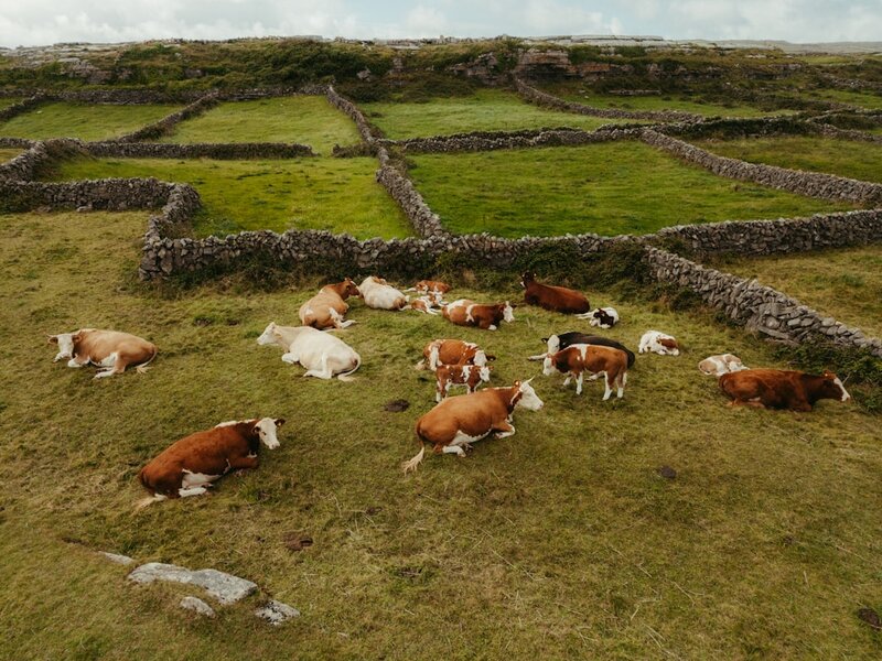 Cattle resting in a green Irish pasture bounded by dry stone walls