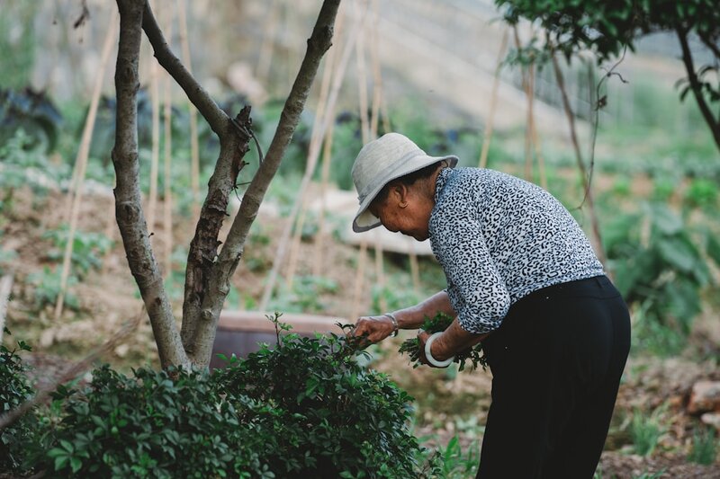 Older woman tending to green plants in a garden, hands active and engaged