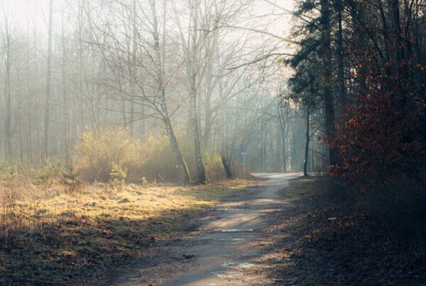 Low winter sun filtering through mist on a bare woodland path