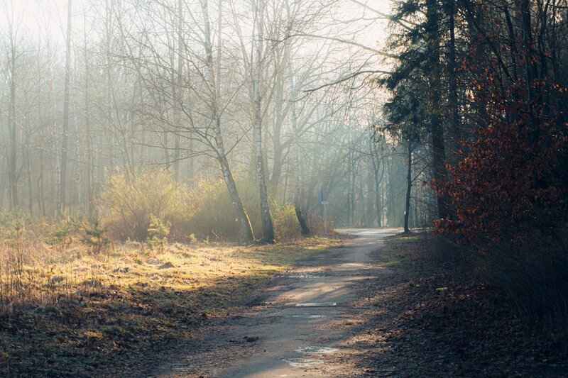 Low winter sun filtering through mist on a bare woodland path